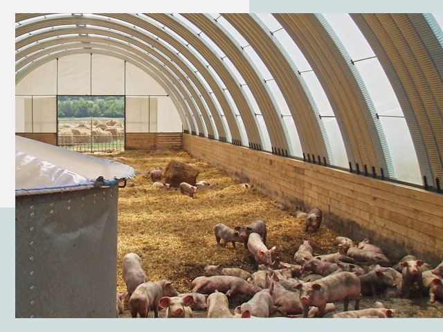 Строительство свинарников в Елизове